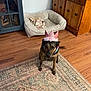 dog, crown, pet_accessory, indoor, wood_floor, rug, furniture, dog_bed, decor, necklace, brown_dog, pet, animal, home, flooring, patterned_rug, wooden_cabinet, cabinet, pink_crown, beads