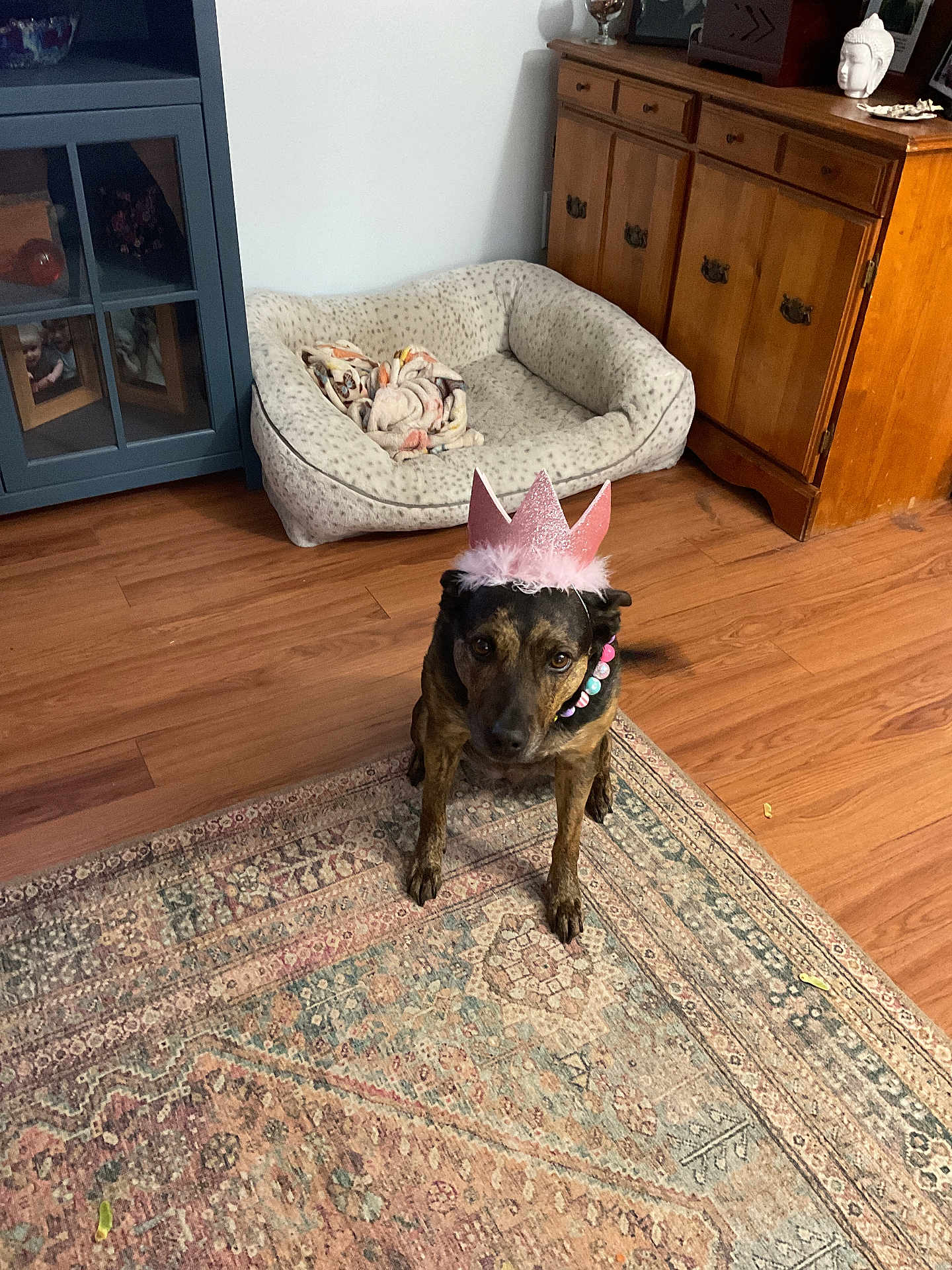 Penny Lane is registered to the contest to win money with this photo: dog, crown, pet_accessory, indoor, wood_floor, rug, furniture, dog_bed, decor, necklace, brown_dog, pet, animal, home, flooring, patterned_rug, wooden_cabinet, cabinet, pink_crown, beads