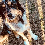 Jaxson joined the competition — help win amazing prizes! dog, canine, outdoor, grass, sunlight, pet, animal, fur, looking_up, adorable, brown_eyes, long_fur, nature, friendly, portrait, mammal, companion, cute, sitting, daylight