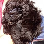 Zivy is registered to the contest to win money with this photo: dog, black_fur, curled_up, pet, sleeping, close_up, fluffy, furry, arm, skin, blanket, fabric, phone, indoor, resting, cozy, companion, domestic_animal, paw, snuggle