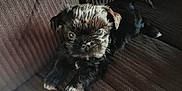 Zivy joined the competition — help win amazing prizes! puppy, dog, pet, black_fur, couch, indoor, animal, cute, young, fur, paw, relaxing, laying_down, close_up, texture, brown, adorable, companion, domestic_animal, canine