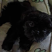 Zivy joined the competition — help win amazing prizes! dog, black_dog, pet, animal, close_up, lying_down, blanket, indoor, fur, cute, small_dog, face, eyes, paw, resting, sleepy, cozy, pattern, soft, companion