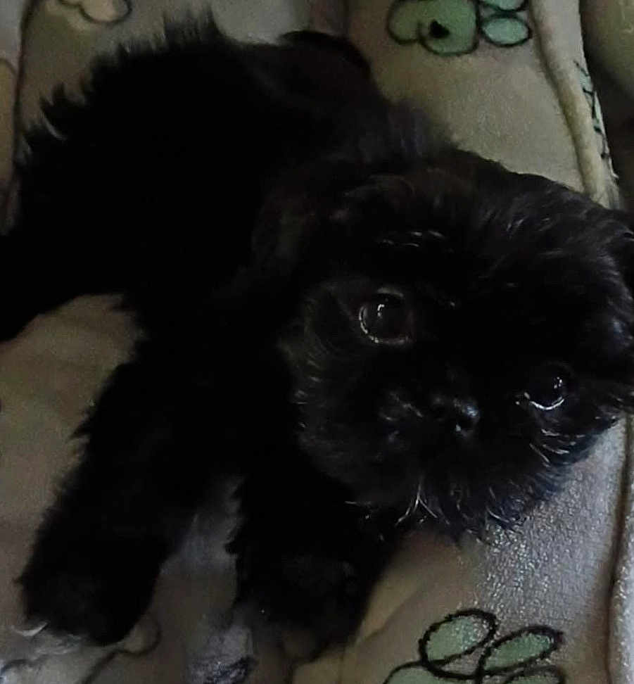 Zivy joined the competition — help win amazing prizes! dog, black_dog, pet, animal, close_up, lying_down, blanket, indoor, fur, cute, small_dog, face, eyes, paw, resting, sleepy, cozy, pattern, soft, companion