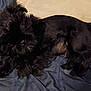 dog, black_dog, pet, lying_down, fur, blanket, bed, indoor, animal, cute, resting, canine, companion, cozy, soft_texture, looking_up, small_dog, fur_texture, relaxed, domestic_animal