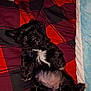 Zivy is registered to the contest to win money with this photo: puppy, dog, black_dog, white_patch, lying_down, belly_up, cute, pet, fur, blanket, red, black, cozy, relaxed, indoors, animal, sleeping, paw, cuddly, soft