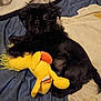 puppy, dog, black_fur, plush_toy, yellow_toy, cuddling, blanket, bed, cute, pet, indoor, cozy, soft_toy, fur, animal, looking, resting, small_dog, lying_down, toy