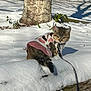 cat, snow, sweater, leash, tree, log, outdoor, winter, animal, pet, feline, curious, nature, cold, fur, walking, sunlight, shadow, plant, ground