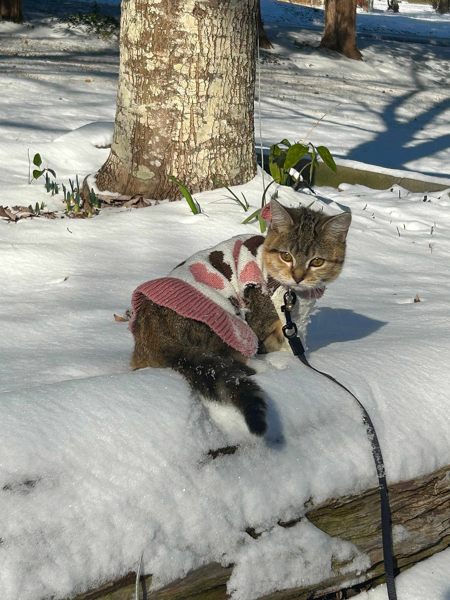 Buttercup is registered to the contest to win money with this photo: cat, snow, sweater, leash, tree, log, outdoor, winter, animal, pet, feline, curious, nature, cold, fur, walking, sunlight, shadow, plant, ground