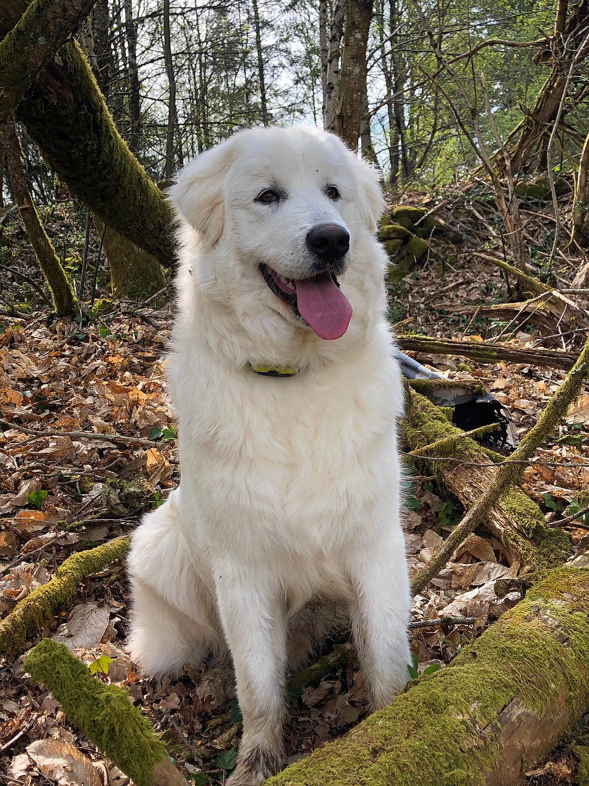 Adess participe au concours pour gagner de l'argent avec cette photo : biting, canidae, carnivore, companion_dog, dog, dog_breed, forest, fur, grass, great_pyrenees, livestock_guardian_dog, plant, polish_tatra_sheepdog, snout, sporting_group, tail, terrestrial_animal, tree, working_animal, working_dog