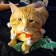 Tommy is registered to the contest to win money with this photo: cat, ginger_cat, pet, indoor, plush_toy, cactus_toy, collar, orange, white_pom_poms, black_bedspread, relaxed, feline, whiskers, ears, paws, household, furniture, soft_toy, animal, cute