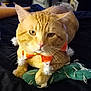 cat, ginger_cat, pet, indoor, plush_toy, cactus_toy, collar, orange, white_pom_poms, black_bedspread, relaxed, feline, whiskers, ears, paws, household, furniture, soft_toy, animal, cute