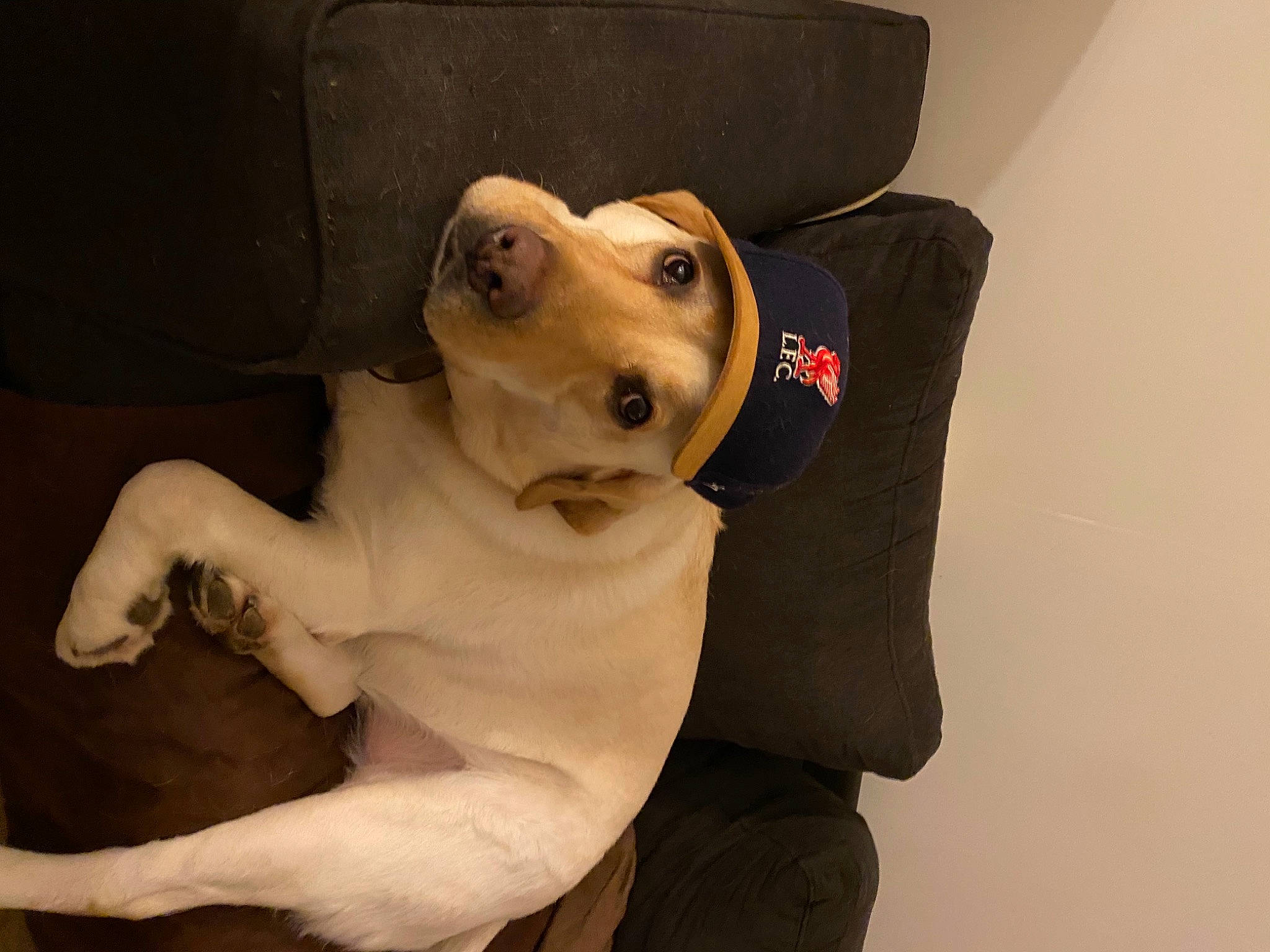 Simba a rejoint le concours — aidez-le/la à gagner de superbes lots ! canidae, carnivore, companion_dog, dog, dog_breed, dog_supply, fang, fawn, fur, guard_dog, labrador_retriever, paw, pet_supply, plush, snout, sporting_group, stuffed_toy, tail, terrestrial_animal, working_animal