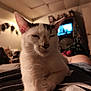 black_markings, blurred_background, cat, closeup, cozy, domestic_animal, ears, fur, furniture, indoor, lap, person, pet, relaxed, resting, room, sleepy, television, whiskers, white_cat