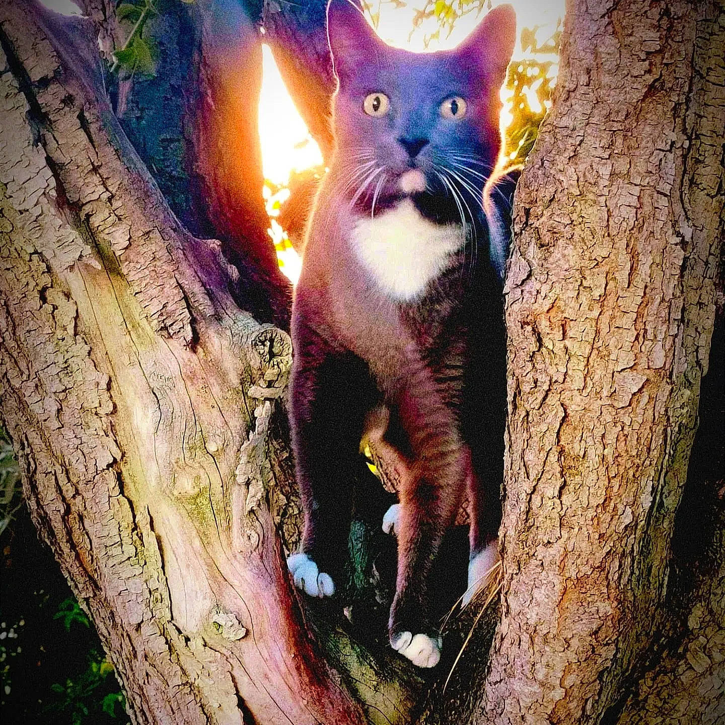 Pantoufle participe au concours pour gagner de l'argent avec cette photo : carnivore, cat, domestic_short_haired_cat, electric_blue, fawn, felidae, fur, marsupial, organism, photo_caption, plant, small_to_medium_sized_cats, snout, tail, terrestrial_animal, tree, trunk, whiskers, wildlife, wood