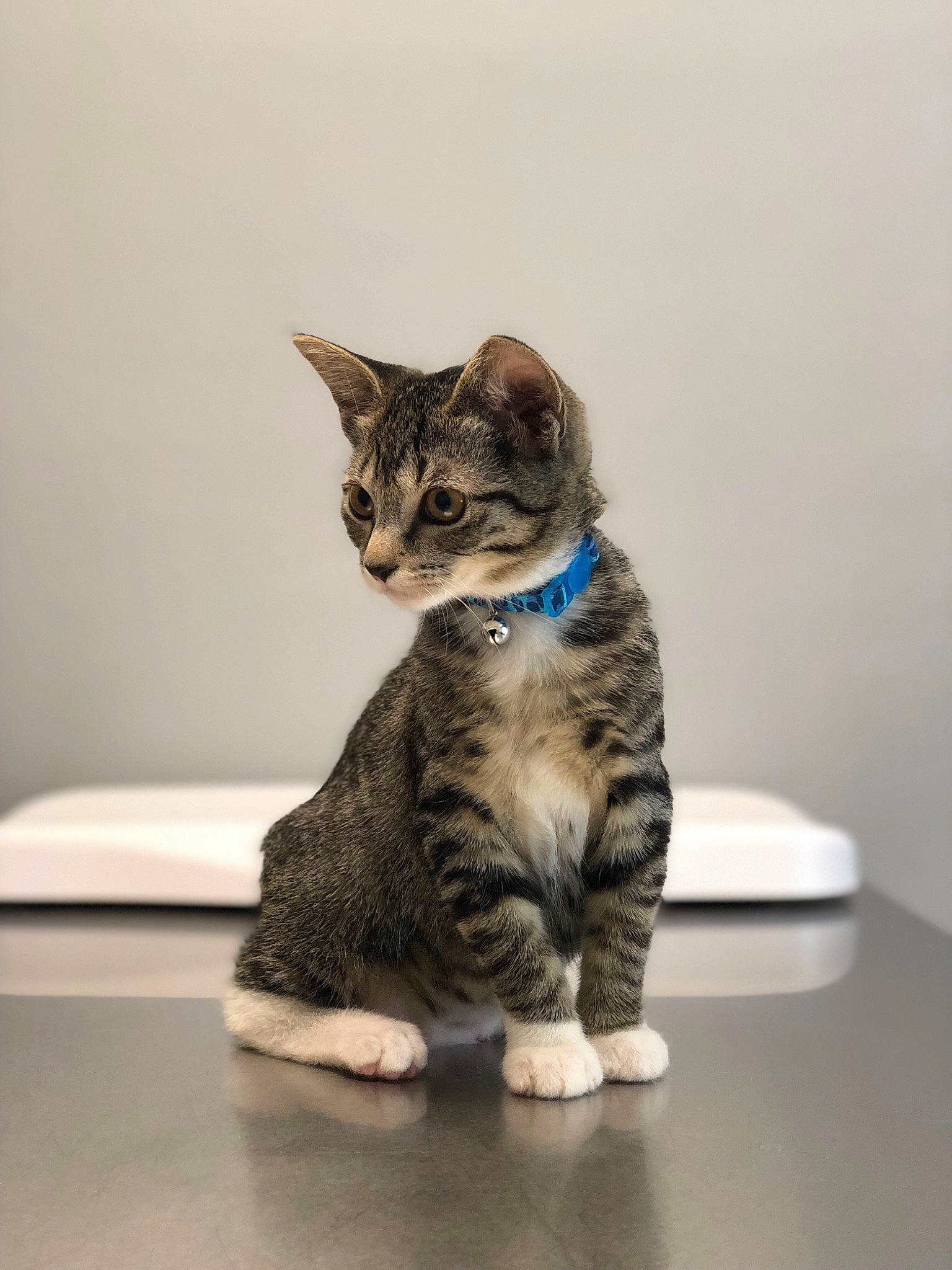 Dillon joined the competition — help win amazing prizes! aegean_cat, american_shorthair, american_wirehair, asian, bengal, carnivore, cat, domestic_short_haired_cat, dragon_li, european_shorthair, felidae, fur, kitten, mammal, paw, polydactyl_cat, sitting, small_to_medium_sized_cats, tabby_cat, whiskers