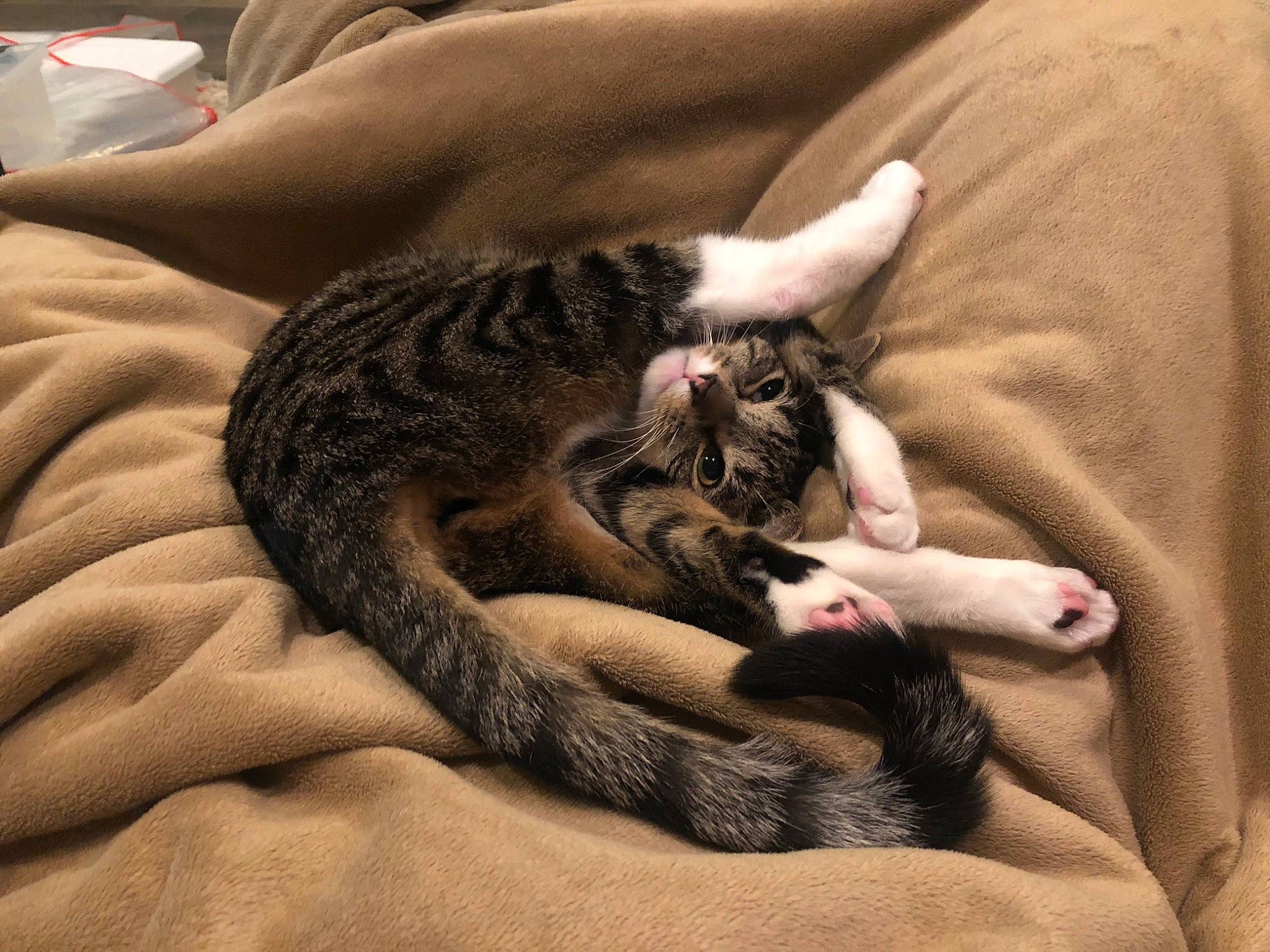 Dillon joined the competition — help win amazing prizes! carnivore, cat, claw, domestic_short_haired_cat, ear, european_shorthair, felidae, fur, hand, hug, kitten, leg, nail, nap, paw, skin, sleep, small_to_medium_sized_cats, tabby_cat, whiskers