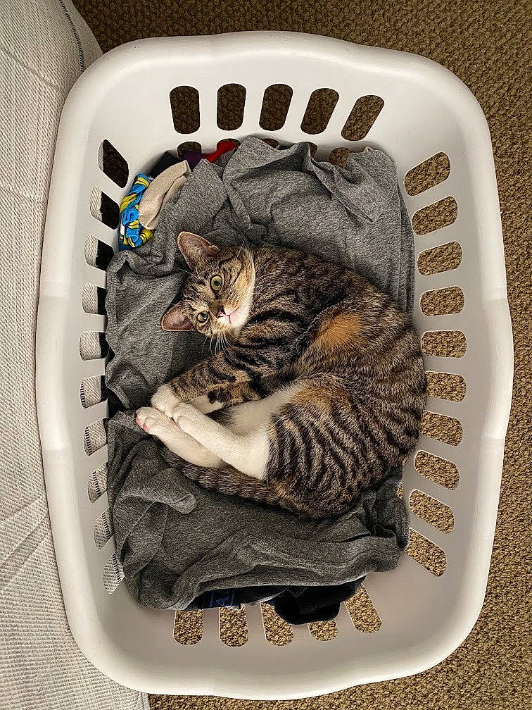 Dillon is registered to the contest to win money with this photo: american_shorthair, california_spangled, carnivore, cat, domestic_short_haired_cat, dragon_li, egyptian_mau, european_shorthair, felidae, kitten, ocicat, paw, small_to_medium_sized_cats, tabby_cat, whiskers