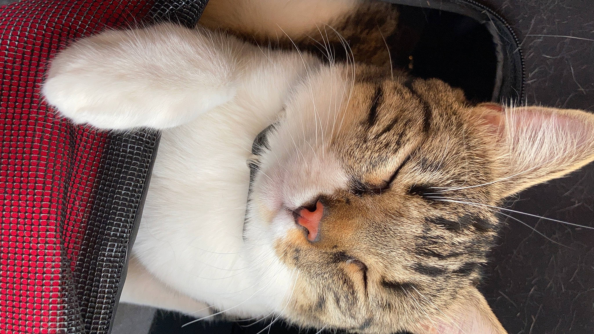 Paddle a rejoint le concours — aidez-le/la à gagner de superbes lots ! asian, carnivore, cat, claw, close_up, domestic_short_haired_cat, ear, european_shorthair, fawn, felidae, fur, kitten, mammal, nose, paw, polydactyl_cat, skin, small_to_medium_sized_cats, snout, whiskers