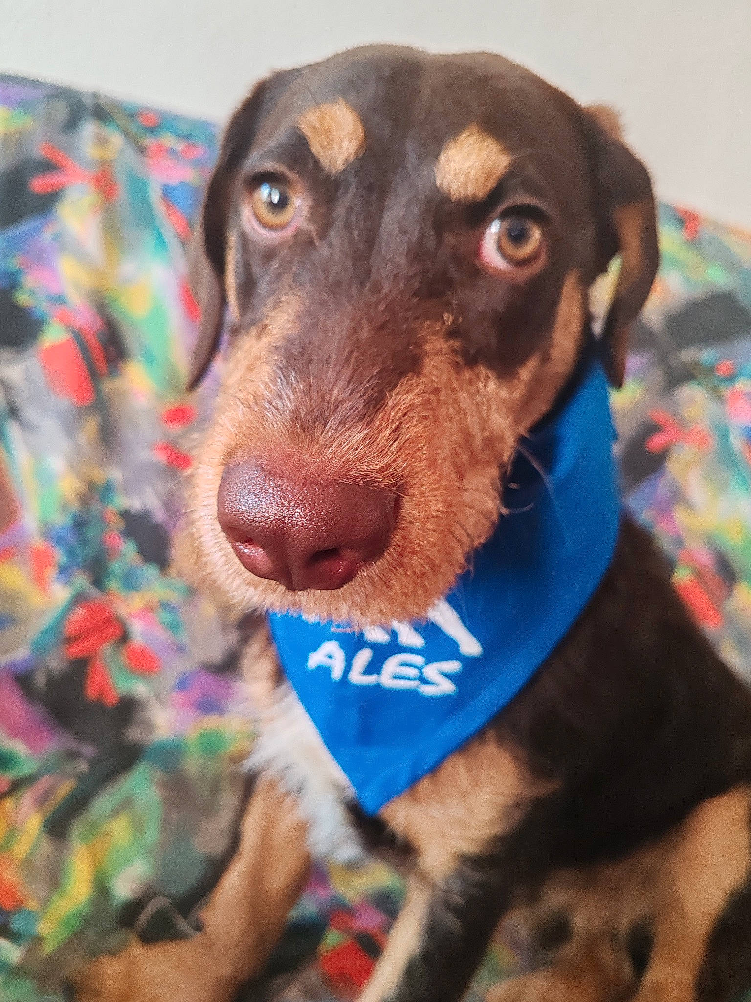 Unity participe au concours pour gagner de l'argent avec cette photo : canidae, carnivore, collar, companion_dog, dog, dog_breed, dog_collar, dog_supply, electric_blue, fur, happy, hunting_dog, liver, pet_supply, snout, sporting_group, visual_arts, whiskers, working_animal, working_dog