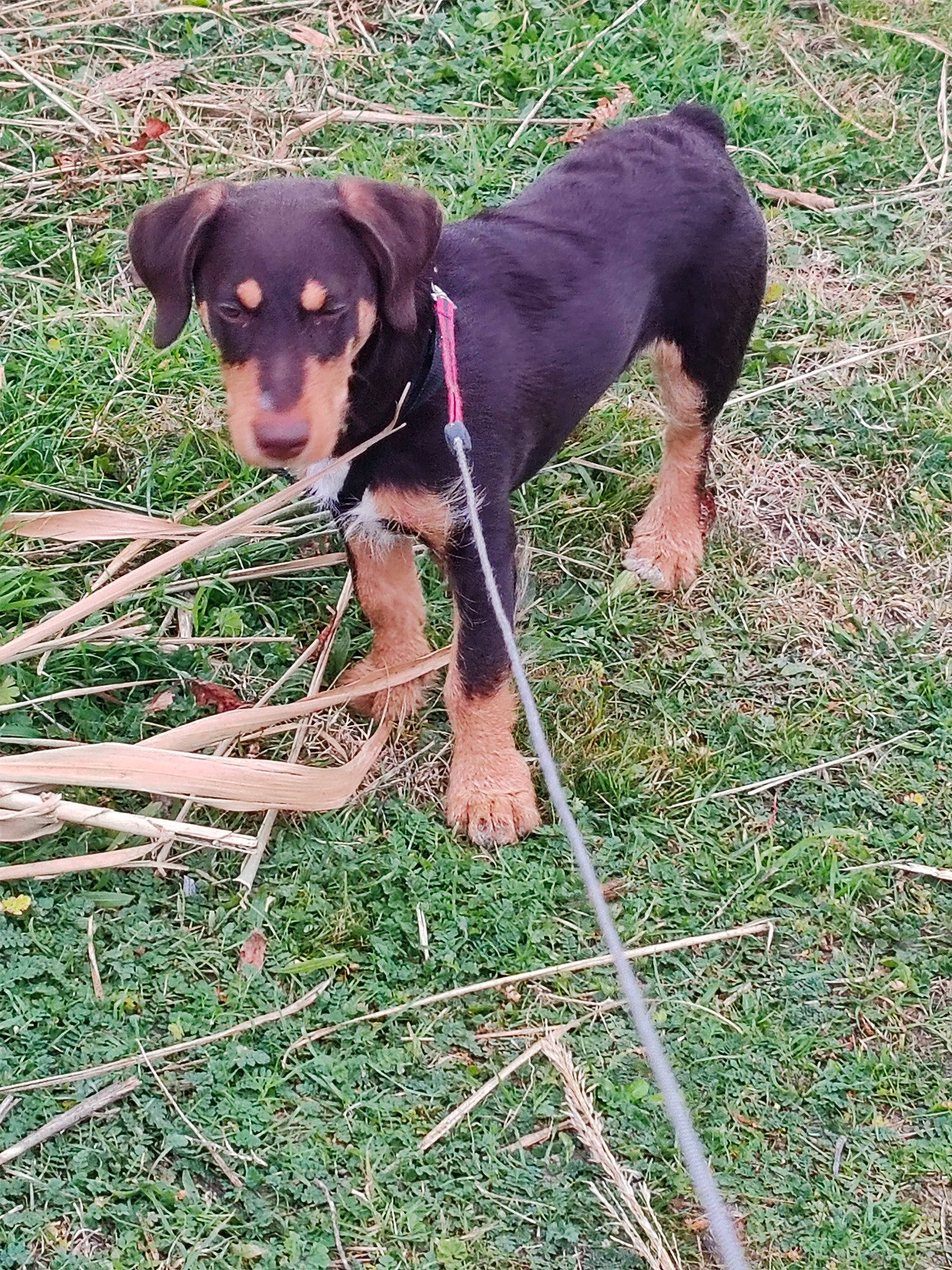 Unity participe au concours pour gagner de l'argent avec cette photo : canidae, carnivore, collar, companion_dog, dog, dog_breed, dog_collar, dog_supply, fawn, grass, hound, liver, montenegrin_mountain_hound, pet_supply, plant, scent_hound, snout, sporting_group, working_animal, working_dog