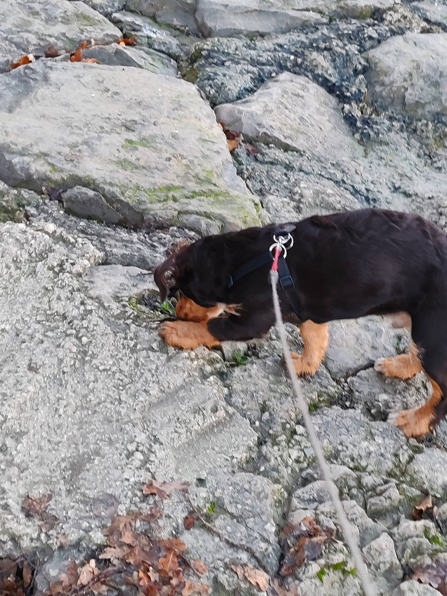 Unity participe au concours pour gagner de l'argent avec cette photo : adventure, bedrock, canidae, carnivore, collar, dog, dog_breed, dog_hiking, geology, leash, outcrop, recreation, rock, rock_climbing_equipment, slope, soil, sporting_group, walking, working_animal, working_dog