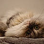 cat, fluffy, carpet, lying_down, close_up, whiskers, green_eyes, pet, feline, indoor, cute, fur, relaxed, animal, portrait, mammal, domestic_animal, soft, lying, face