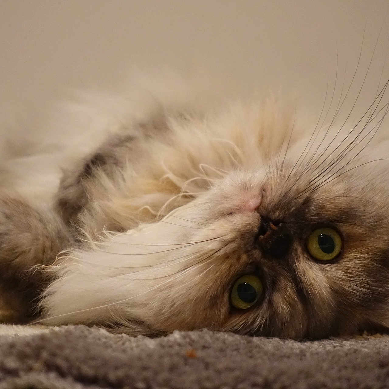 Jade a rejoint le concours — aidez-le/la à gagner de superbes lots ! animal, carpet, cat, close_up, cute, domestic_animal, face, feline, fluffy, fur, green_eyes, indoor, lying, lying_down, mammal, pet, portrait, relaxed, soft, whiskers