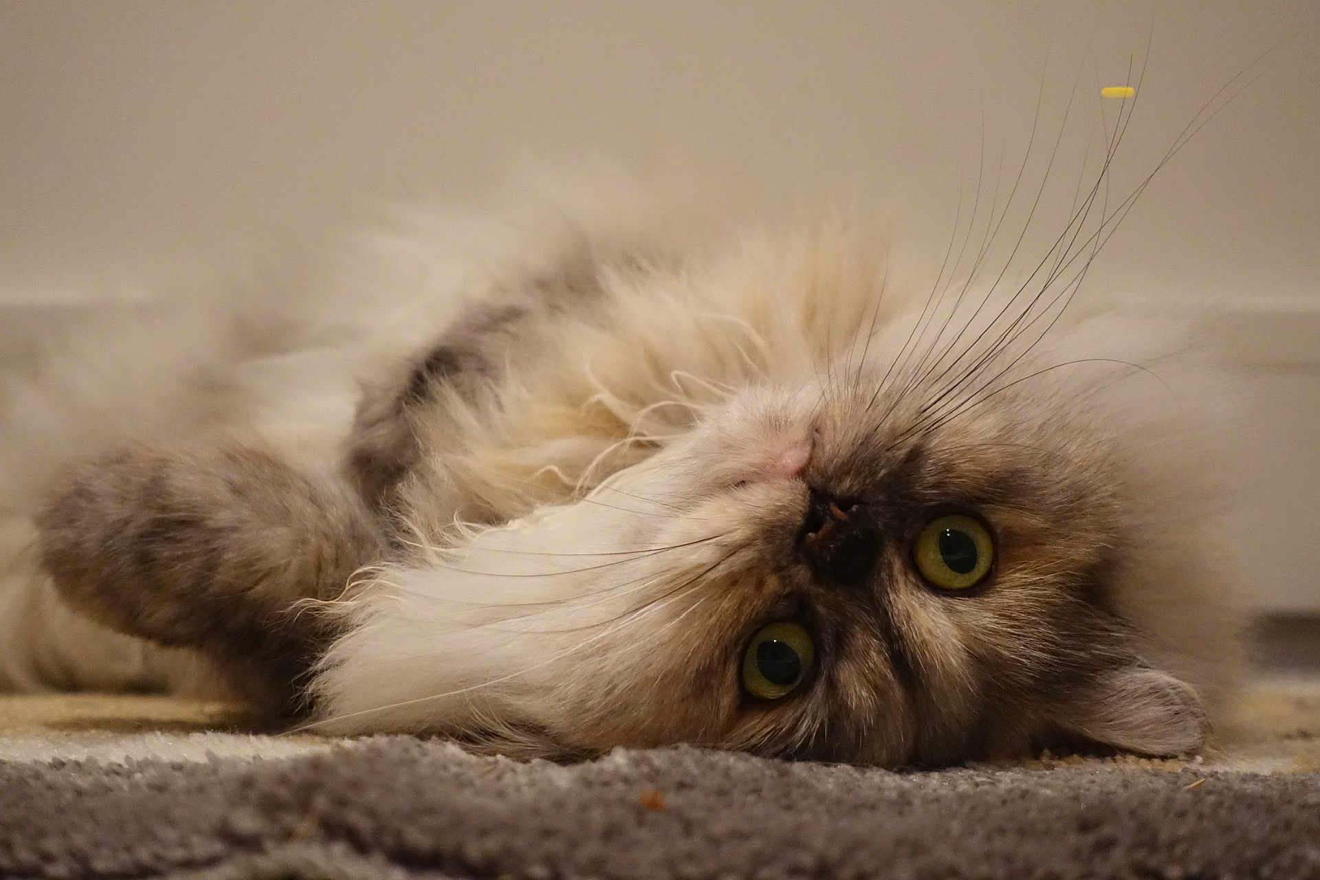 Jade a rejoint le concours — aidez-le/la à gagner de superbes lots ! cat, fluffy, carpet, lying_down, close_up, whiskers, green_eyes, pet, feline, indoor, cute, fur, relaxed, animal, portrait, mammal, domestic_animal, soft, lying, face
