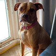 Daisy joined the competition — help win amazing prizes! animal, brown_dog, calm, collar, curtain, cushion, dog, domestic, furniture, home, indoor, looking, natural_light, pet, portrait, quiet, resting, seated, side_view, window