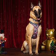 Talia a rejoint le concours — aidez-le/la à gagner de superbes lots ! animal, belgian_malinois, christmas_tree, cute, decor, dog, festive, golden_teddy_bear, harness, holiday, holiday_decorations, indoor, nutcracker, pet, plush_toy, portrait, red_curtain, santa_hat, sitting, wooden_floor
