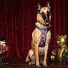 animal, belgian_malinois, christmas_tree, cute, decor, dog, festive, golden_teddy_bear, harness, holiday, holiday_decorations, indoor, nutcracker, pet, plush_toy, portrait, red_curtain, santa_hat, sitting, wooden_floor