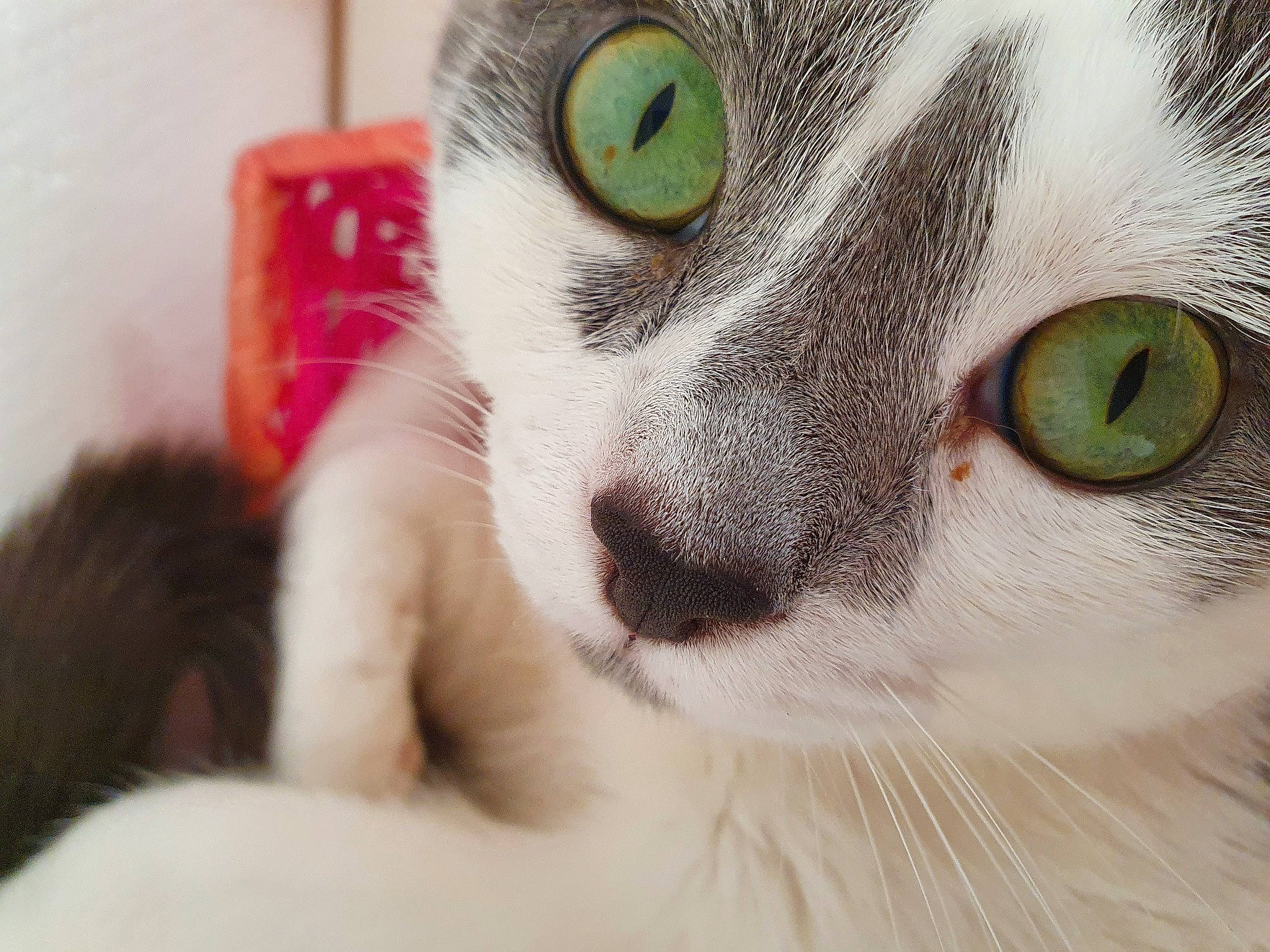 Osiris participe au concours pour gagner de l'argent avec cette photo : aegean_cat, american_wirehair, carnivore, cat, close_up, domestic_short_haired_cat, ear, european_shorthair, eye, felidae, fur, head, iris, kitten, nose, organ, photography, small_to_medium_sized_cats, snout, whiskers