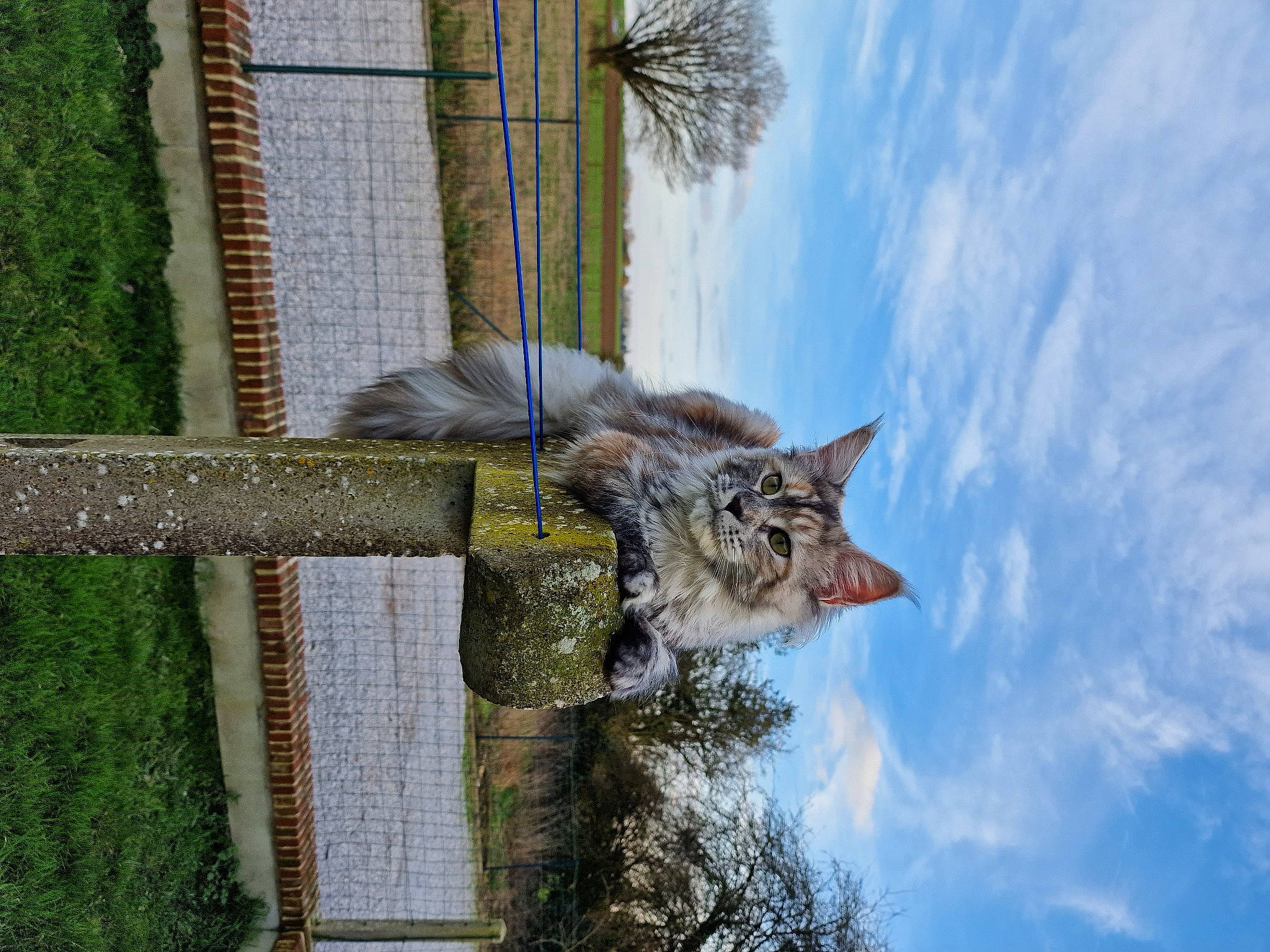 Tixie participe au concours pour gagner de l'argent avec cette photo : carnivore, cat, cloud, cumulus, domestic_short_haired_cat, felidae, fur, grass, plant, roof, sky, small_to_medium_sized_cats, tail, tree, trunk, twig, whiskers, wildlife, window, wood
