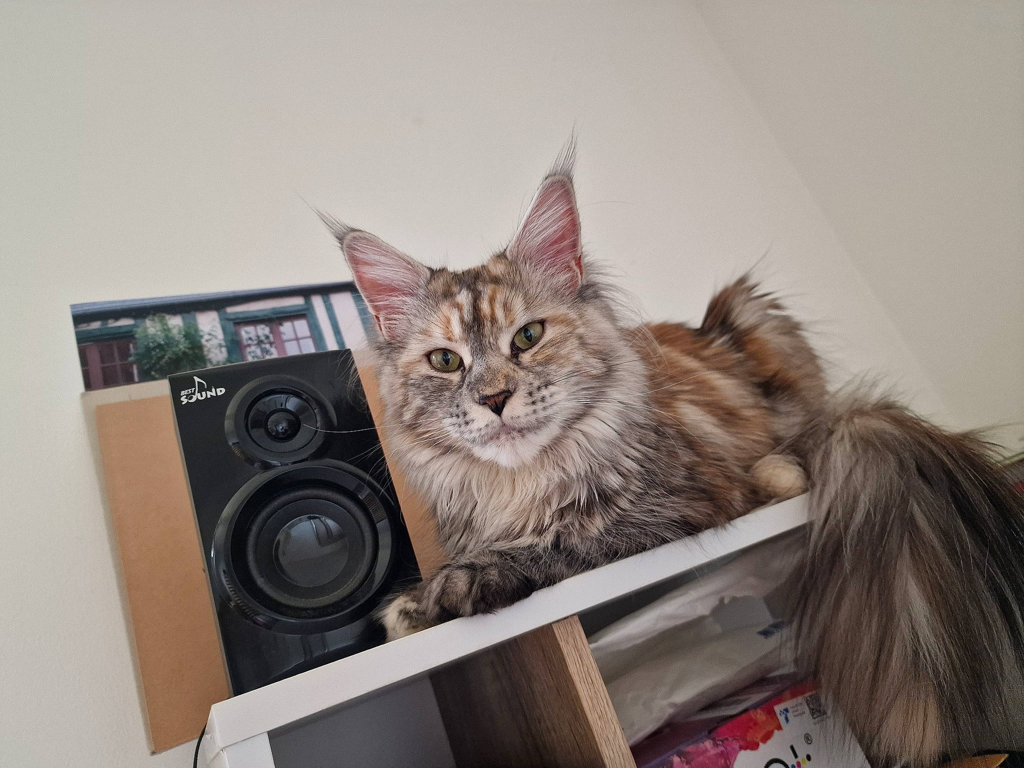 Tixie participe au concours pour gagner de l'argent avec cette photo : audio_equipment, box, cardboard, carnivore, cat, domestic_short_haired_cat, felidae, fur, loudspeaker, maine_coon, office_supplies, output_device, packaging_and_labeling, shipping_box, small_to_medium_sized_cats, studio_monitor, whiskers