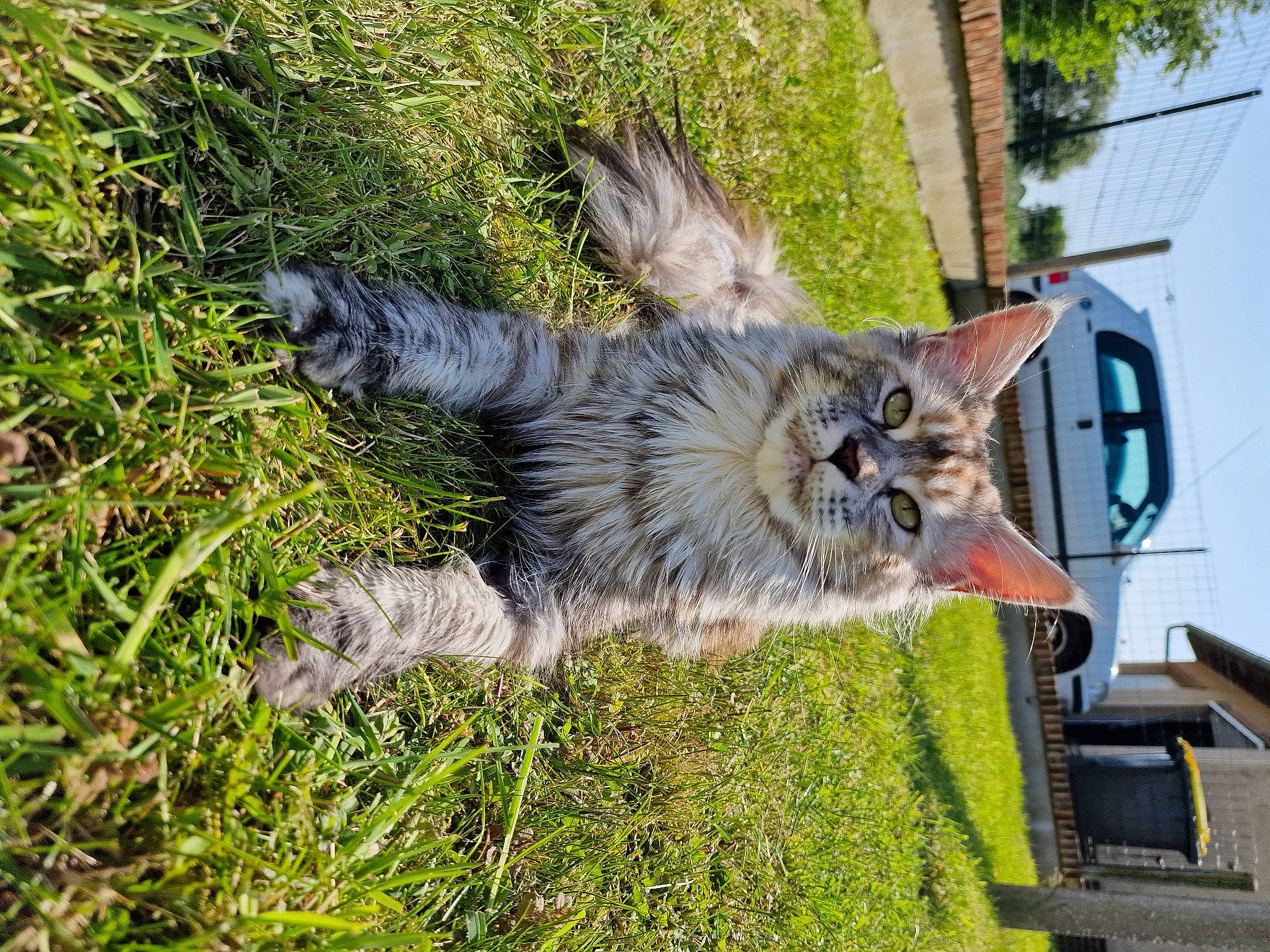 Tixie participe au concours pour gagner de l'argent avec cette photo : canidae, carnivore, cat, dog_breed, domestic_short_haired_cat, felidae, fur, grass, groundcover, herb, paw, plant, small_to_medium_sized_cats, sporting_group, tail, terrestrial_animal, tree, whiskers