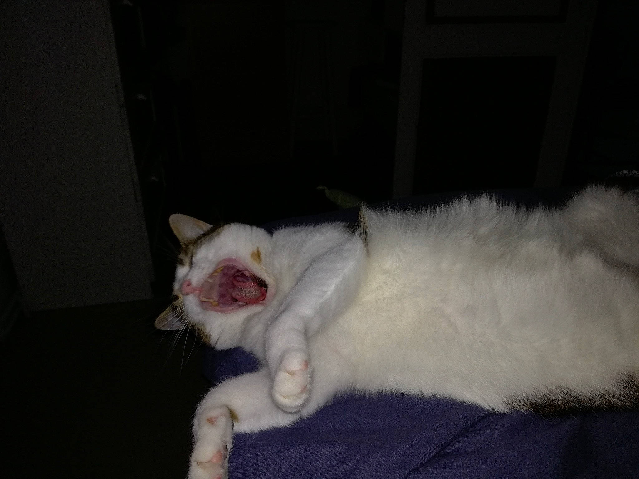 Cali participe au concours pour gagner de l'argent avec cette photo : aegean_cat, asian, carnivore, cat, ear, facial_expression, fawn, felidae, fur, kitten, norwegian_forest_cat, persian, polydactyl_cat, small_to_medium_sized_cats, snout, tail, turkish_angora, turkish_van, whiskers, white