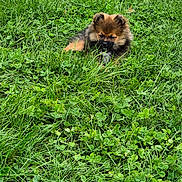 Aragron participe au concours pour gagner de l'argent avec cette photo : puppy, dog, grass, greenery, clover, outdoor, nature, cute, fluffy, animal, pet, small, young, lying_down, fur, adorable, playful, field, summer, closeup