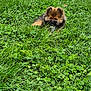 puppy, dog, grass, greenery, clover, outdoor, nature, cute, fluffy, animal, pet, small, young, lying_down, fur, adorable, playful, field, summer, closeup