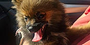 Aragron a rejoint le concours — aidez-le/la à gagner de superbes lots ! puppy, dog, tongue_out, fluffy, tattoo, arm, car_interior, sunlight, happy, pet, closeup, holding, fur, window, mirror, seat, human, cute, animal, smiling