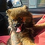 puppy, dog, tongue_out, fluffy, tattoo, arm, car_interior, sunlight, happy, pet, closeup, holding, fur, window, mirror, seat, human, cute, animal, smiling