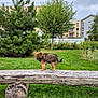 Aragron a rejoint le concours — aidez-le/la à gagner de superbes lots ! puppy, dog, grass, log, bench, tree, bush, building, sky, cloudy, outdoor, pet, animal, fur, nature, park, wood, small, cute, leash