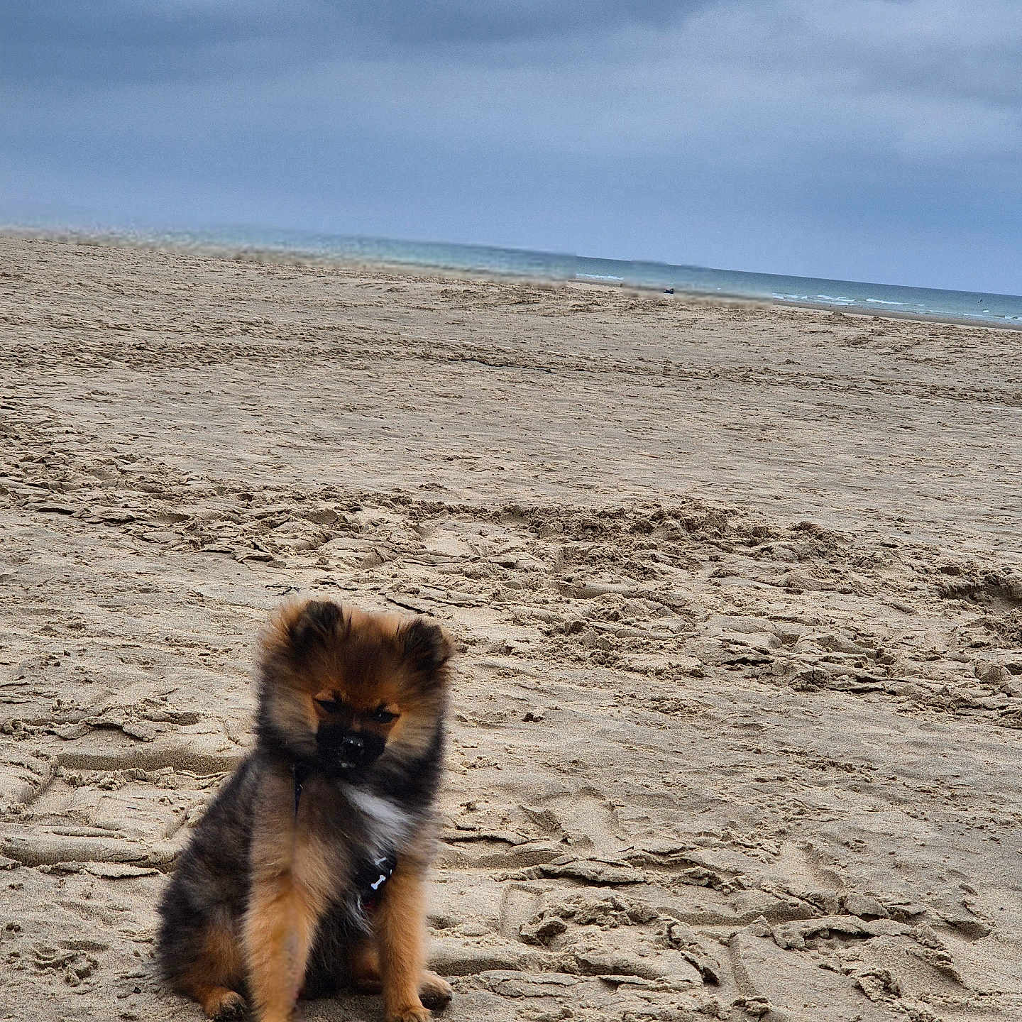 Aragron a rejoint le concours — aidez-le/la à gagner de superbes lots ! animal, beach, calm, cloudy_sky, cute, daytime, dog, fluffy, fur, leash, nature, ocean, outdoor, pet, puppy, sand, sitting, sky, small_dog, water