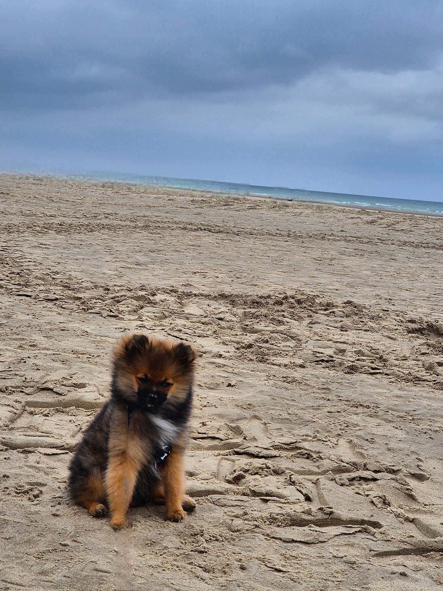 Aragron a rejoint le concours — aidez-le/la à gagner de superbes lots ! dog, puppy, beach, sand, cloudy_sky, ocean, outdoor, animal, pet, fur, small_dog, sitting, nature, water, sky, leash, cute, fluffy, calm, daytime