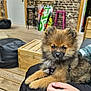Aragron participe au concours pour gagner de l'argent avec cette photo : dog, puppy, fluffy, brown, indoor, wooden_floor, person, hand, sitting, furniture, stool, colorful, cozy, pet, animal, fur, cute, resting, casual, relaxed