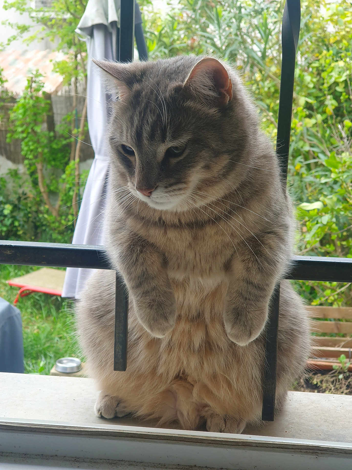Samy a rejoint le concours — aidez-le/la à gagner de superbes lots ! cat, tabby_cat, animal, pet, feline, fluffy, sitting, windowsill, metal_bars, outdoor, garden, greenery, fur, whiskers, ears, paws, nature, closeup, daylight, contemplative