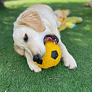 Vanille a rejoint le concours — aidez-le/la à gagner de superbes lots ! animal, canine, chewing, closeup, daylight, dog, fun, fur, golden_retriever, grass, nature, outdoor, pet, playful, puppy, recreation, tongue, toy, yellow_soccer_ball, young