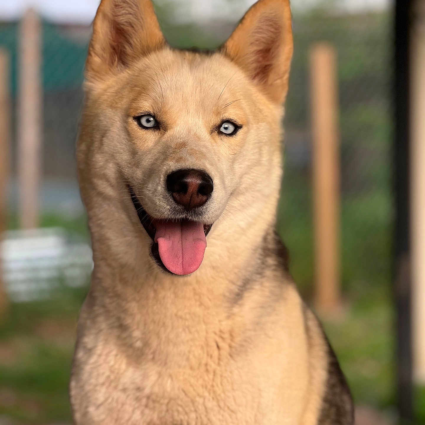Star joined the competition — help win amazing prizes! animal, background_blur, blue_eyes, canine, close_up, dog, domestic_animal, ears, friendly, fur, happy, headshot, husky, mammal, nature, outdoor, pet, portrait, smiling, tongue_out