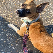 Stella a rejoint le concours — aidez-le/la à gagner de superbes lots ! dog, leash, collar, pavement, ear, fur, pet, animal, outdoor, sunlight, shadow, looking_back, brown, white, closeup, walking, footwear, leash_clip, texture, ground