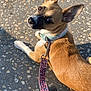 dog, leash, collar, pavement, ear, fur, pet, animal, outdoor, sunlight, shadow, looking_back, brown, white, closeup, walking, footwear, leash_clip, texture, ground