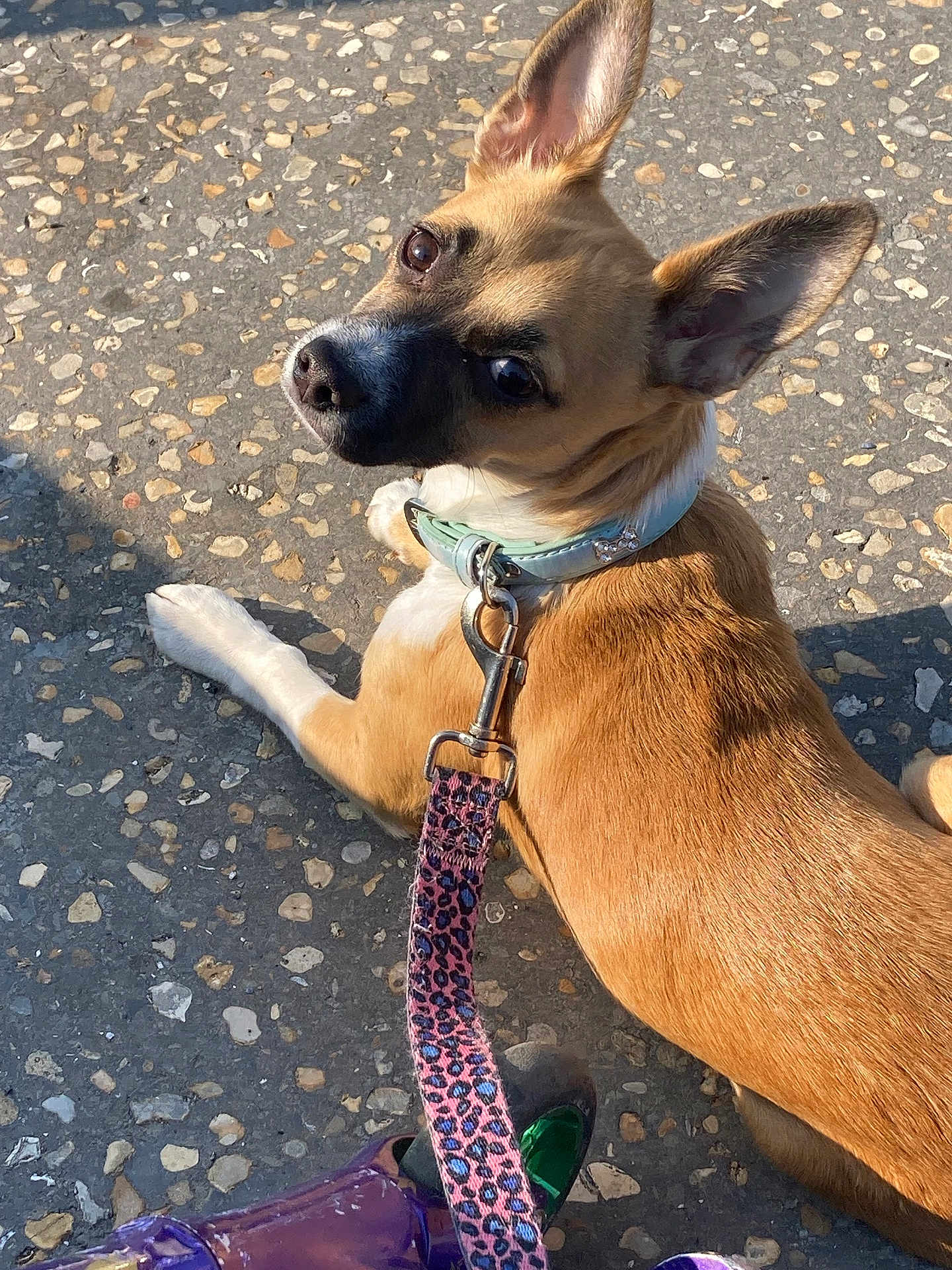 Stella a rejoint le concours — aidez-le/la à gagner de superbes lots ! dog, leash, collar, pavement, ear, fur, pet, animal, outdoor, sunlight, shadow, looking_back, brown, white, closeup, walking, footwear, leash_clip, texture, ground